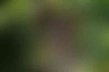 Páros jegyesfotózás a Vácrátóti Arborétum vízimalmánál