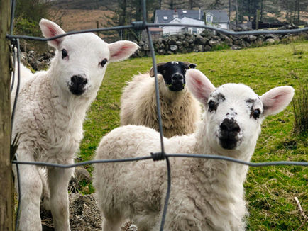 Craic-ing tales from great characters