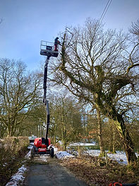 Tree Pruning & Crown Reduction