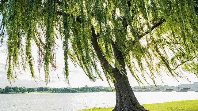 Naturschutz und Naturschonzone Basel am Rhein