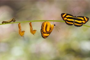 Le cycle de Hudson : comprendre notre rapport au changement