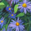 Thumbnail: Asters by the pond 