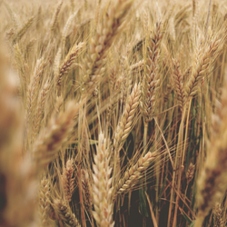 Shavuot