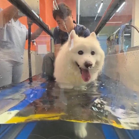 China inaugura el primer gimnasio para mascotas en Shanghai