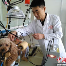 China lanza primer programa de posgrado de mascotas en el país