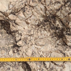 China descubre 158 huellas de dinosaurios del Cretácico en el noroeste del país