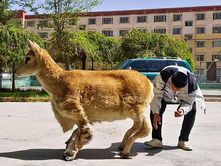 China presenta su primer robot biónico de antílope