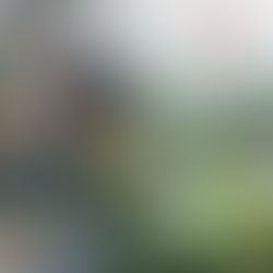 Qingming: el festival chino que honra a los ancestros y conecta tradición, memoria y naturaleza