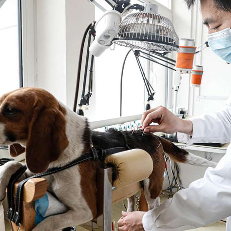 ¿Medicina Tradicional China para mascotas? Animales pueden acceder a estos milenarios tratamientos en China