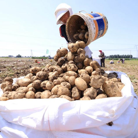 Descubrimiento científicos chino determina que el tomate es la "madre" de la papa