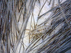 IMG-20210626-WA0015.jpg