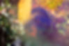 An ethereal picture of Sarah in a garden-like setting. Sarah's face is sort of translucent and there is a big burst of orange sunlight cutting across the left side of the picture. Sarah's blonde streak is prominent in addition to some simple make up.