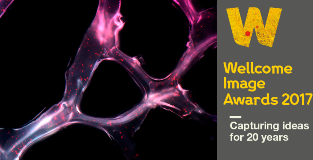 Wellcome Image Awards 2017