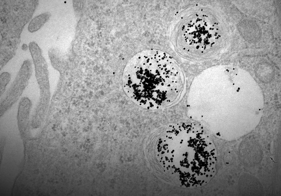 Large endosomal entrapment