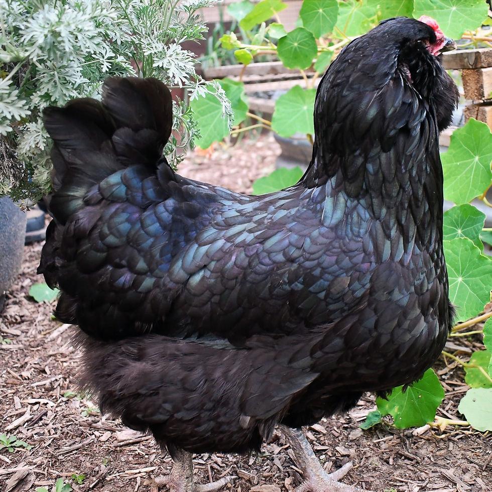 Thumbnail: F2 Olive Egger backcross to blue chicks