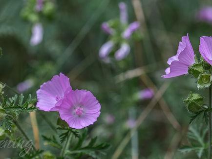 Mitteleuropas wilde Malven