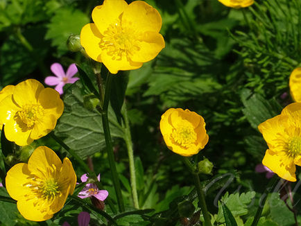 Kleiner gelber Gartenbully: Der kriechende Hahnenfuß