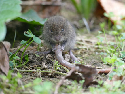 Wühlmäuse im Wildgarten