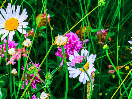 Eine Gartengeschichte von vielen