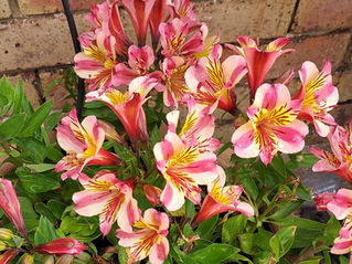 Summer colours