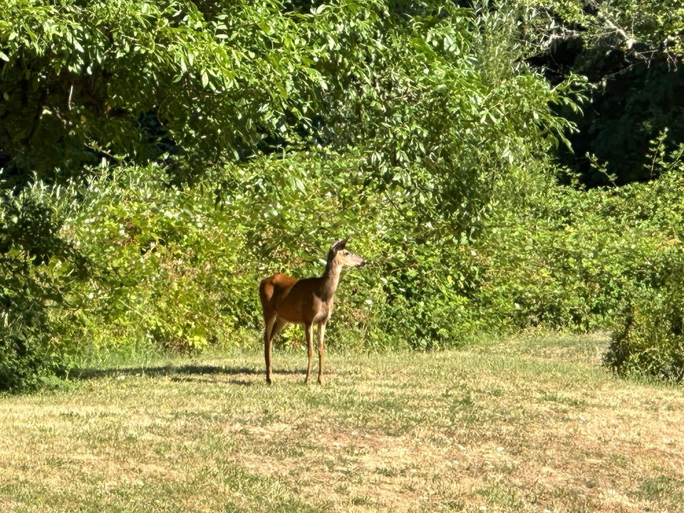 Deer at Mountaindale