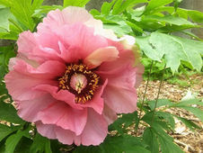 Guest Artist: Laura Abbott