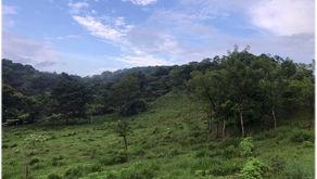 ¿Cómo la distancia evolutiva afecta las interacciones tri-tróficas?