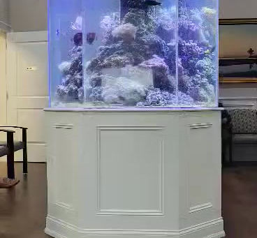 The Healing Power of Aquariums: Science-Backed Health Benefits