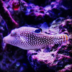 Toby Puffer with eyes like jewels