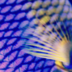 Fish or art_ Why not both_ #livingart #saltwateraquariums #livingartaquariumsny #eyecandy