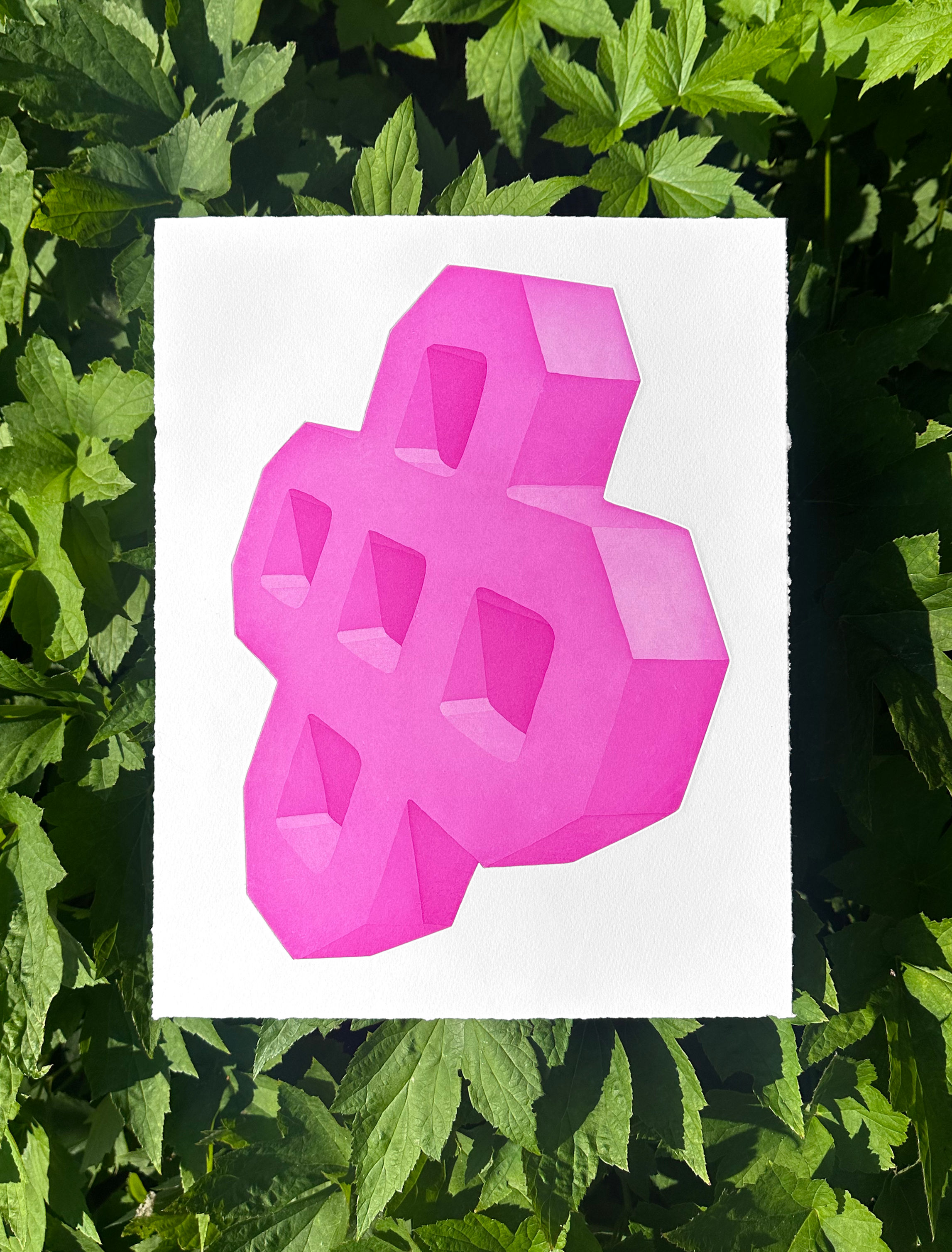 Magenta Ground Cover