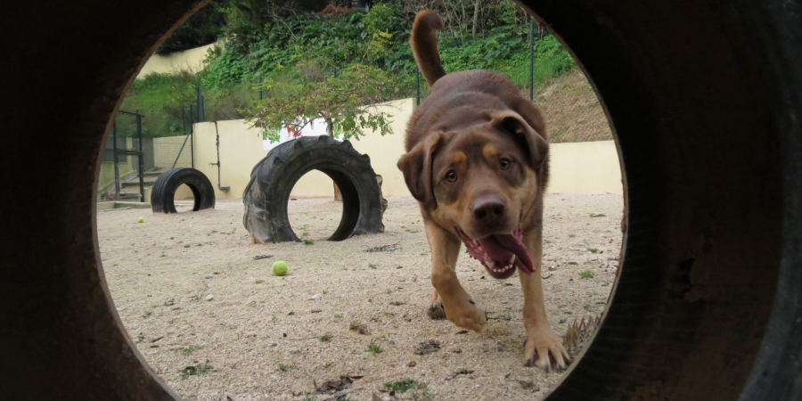 Cão a brincar no exterior do Pet Hotel do Zoo de Lisboa