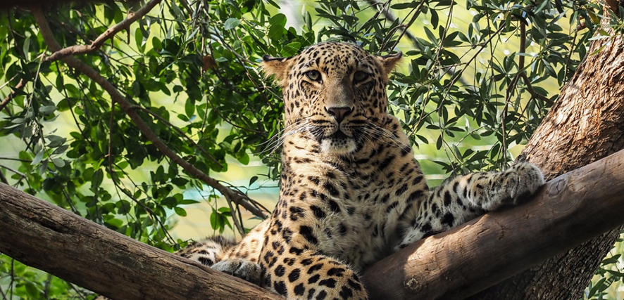 Tigre majestoso do zoo de lisboa