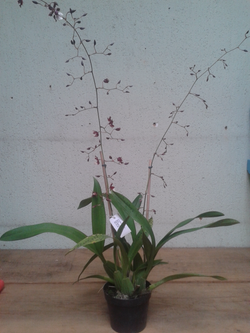 Oncidium sharry baby