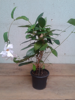 Trepadeira dipladênia