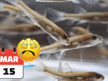 Is the Coarse fishing closed season still relevant?