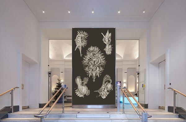 haeckel_insitu.png