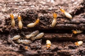 Termites on wood