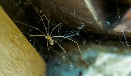 Spider in its web