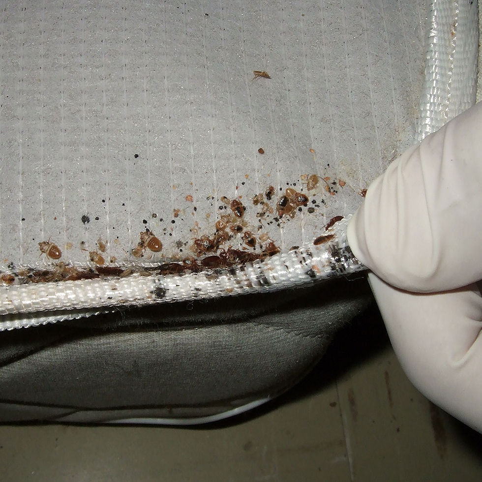 Bed bug mess