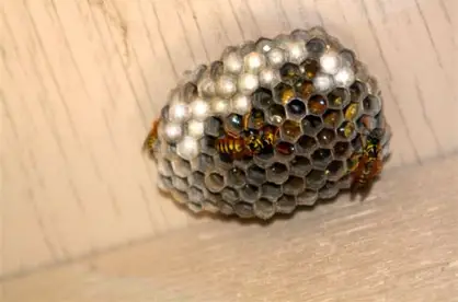 Wasp Nest along Roofline and Soffit