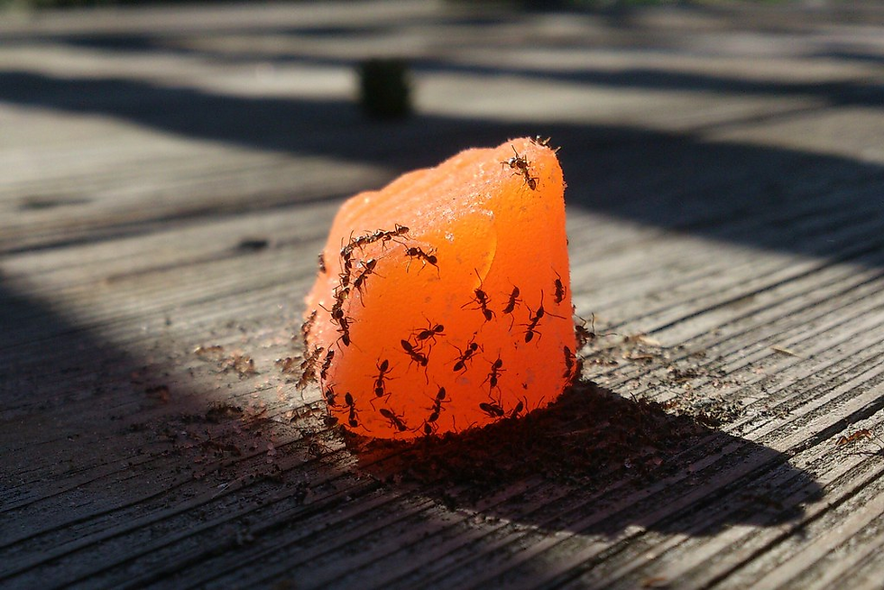 Sugar ants on dried fruit