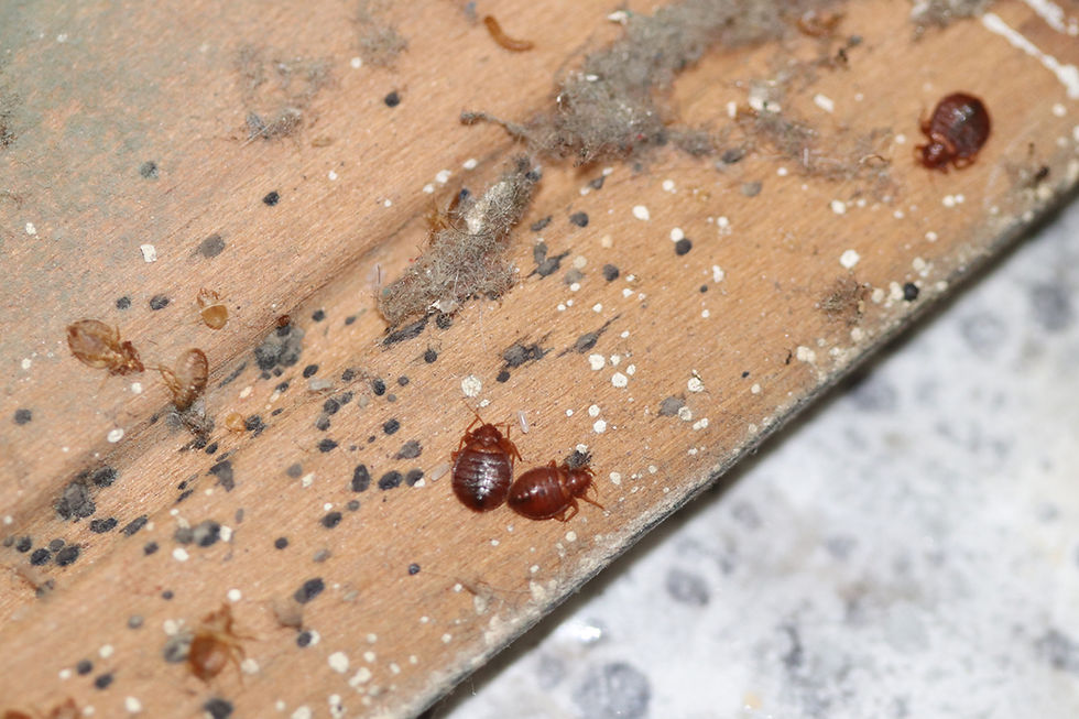 Bed bugs on wood