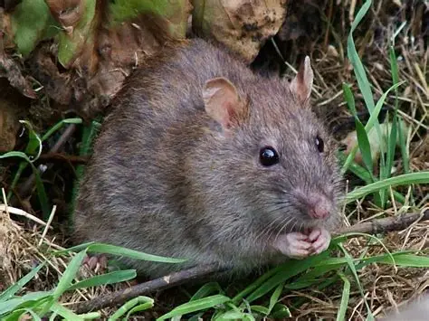 Rat in grass