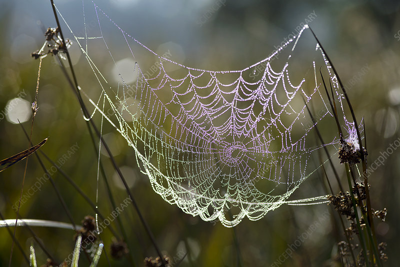 Spider web with dew