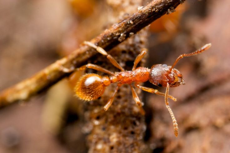 Fire ant on a stick
