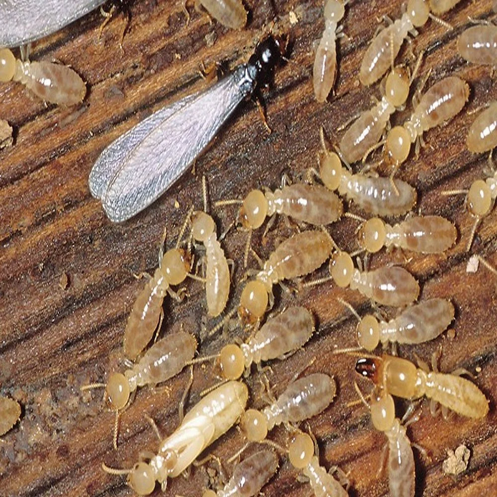 Termites in colony