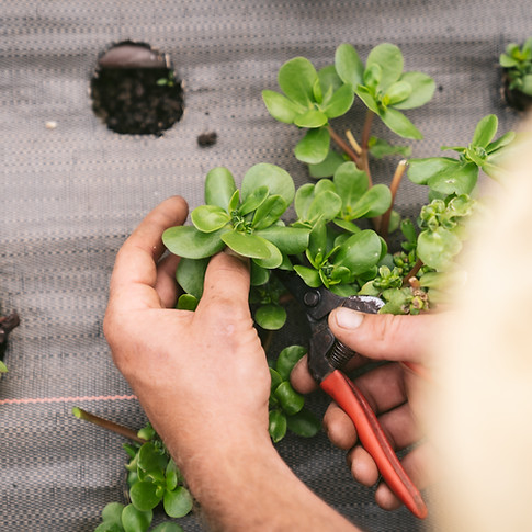 Circuit court, les légumes cuisinés à la table du jardin de la matz proviennent des cultures maraichaires de la ferme