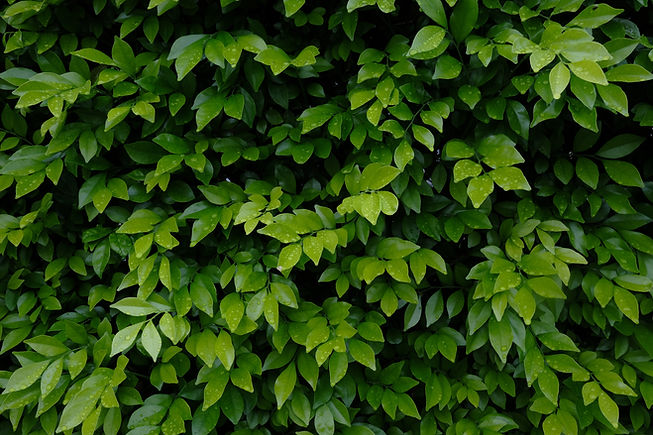 Green bush