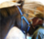 Sunrise Horse Farm